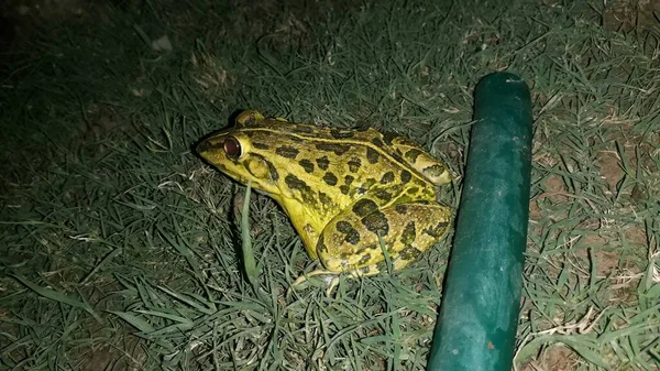 Koyu dokuları ve büyük gözleri olan sarı Hint kurbağasına yakın plan.