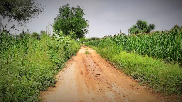 Сира Дорога Між Полями Індійських Селах — стокове фото