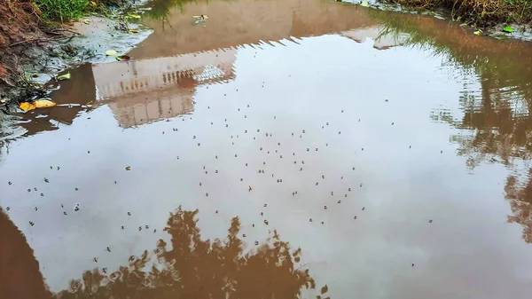 Çamurlu su yüzeyinde oturan bir grup sivrisinek.