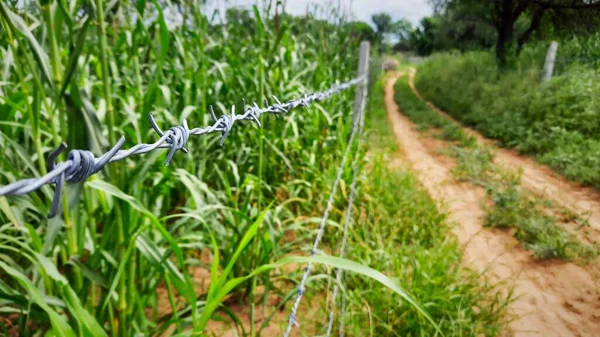 Seçici odaklı hayvanlardan korunmak için çitlerin metal telleri.