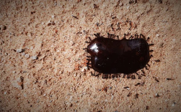 Kum takım çalışması konseptiyle çikolata yiyen bir grup karınca seçici bir odak ile