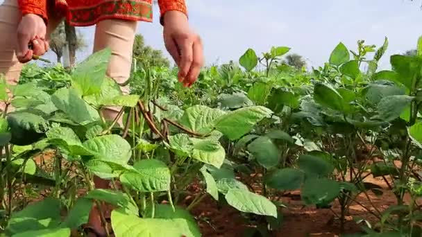 Agricultora India Recolectando Frijoles Luna Árboles Campos — Vídeo de stock