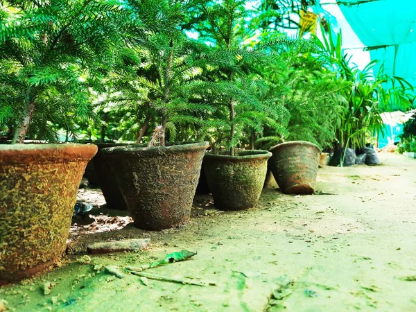 Çocuk odasındaki küçük kil saksılar ya da bitkiler seçici bir odak noktası.