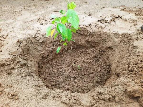 Tanaman Baru Tumbuh Setelah Menggali Kebun — Stok Foto