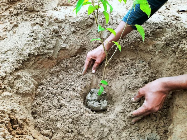 Indian man planting new plant in home lawn