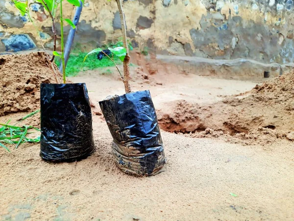 Yeni fidanlık bitkisi büyümeye hazır.