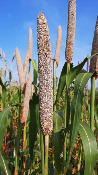 Hindistan 'da bir çiftlikte inci darı ya da Bajra yeşil bitkisi
