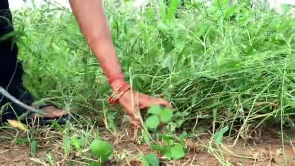 Bäuerin Erntet Unkraut Oder Gras Von Hand Auf Den Feldern — Stockvideo