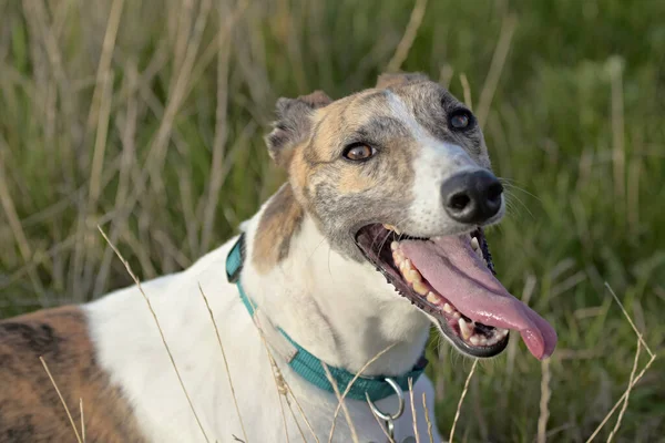 Brindle Cinza Hound Calças Com Língua Para Fora Como Ela — Fotografia de Stock