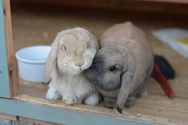 Nederländerna Dvärg Lops Sällskapsdjur Kaniner Ger Knuff Tillsammans Ett Betryggande — Stockfoto