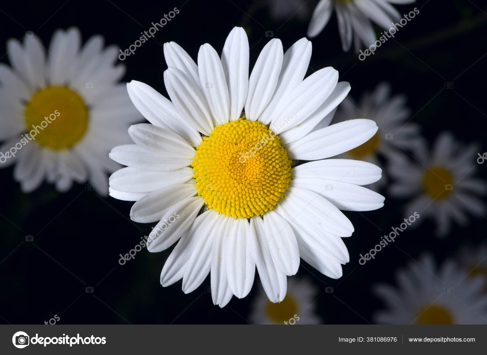 ᐈ A Shasta Daisy Stock Pictures Royalty Free Shasta Daisy Images Download On Depositphotos