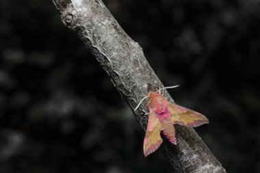 Bir karınca, gri ve kahverengi dallara konan küçük bir fil şahin güvesinin yüzüne yaklaşır. Güvelerin inanılmaz renkleri, görüntünün geri kalanının donuk tonlarıyla tam bir tezat oluşturuyor..