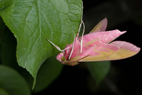 深い緑の葉からぶら下がっている小さな象の鷹の蛾の非常に明るいピンクの体を示しています 目とアンテナの詳細が際立ちます — ストック写真