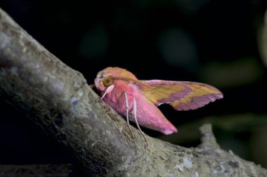 Küçük pembe fil atmaca güvesi, parlak renkleriyle büyük yeşil bir mavi dalda koyu bir arka planda öne çıkar..