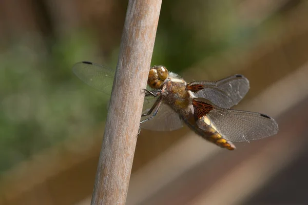 Looking Camera Face Female Broad Bodied Chaser Dragonfly Clear Focus — Stock Photo, Image