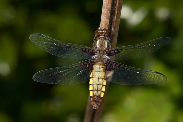 Close Macro Image Female Broad Bodied Chaser Dragonfly Shows Detail — Stock Photo, Image