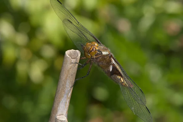 Θηλυκό Ευρύ Σώμα Κυνηγός Dragonfly Της Τάξης Odonata Κοιτάζει Απευθείας — Φωτογραφία Αρχείου