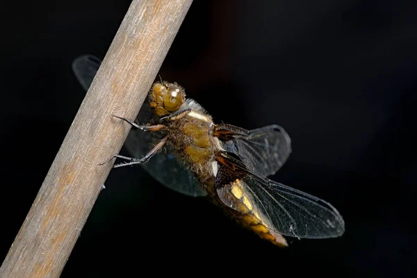 Female Broad Bodied Chaser Dragonfly Stands Out Dark Background Front — Stock Photo, Image
