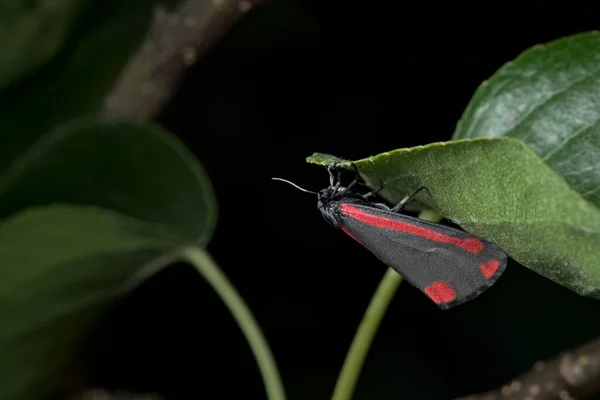Leuchtendes Rot Leuchtet Von Den Schwarzen Flügeln Dieser Zinnober Motte — Stockfoto