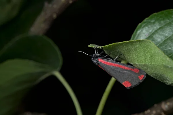 Bright Red Shines Black Wings Cinnabar Moth Visible Day Hanging — Stock Photo, Image