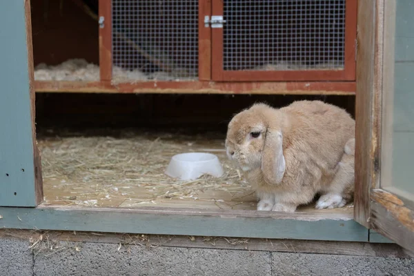 Closer Small Light Brown Beige Sandy Dwarf Netherlands Lop Ear — Stock Photo, Image