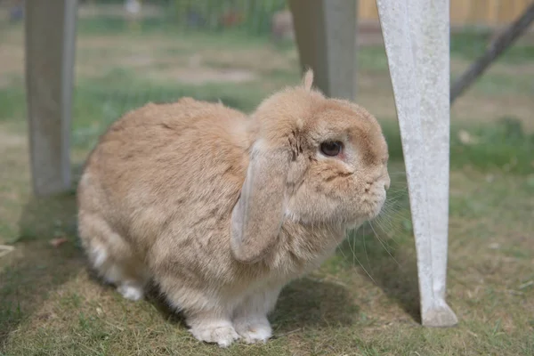 非常可爱的沙质侏儒宠物兔子在阳光下在户外 在笔尖的草地上探索花园家具 棕色的大眼睛 — 图库照片