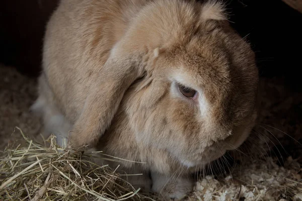 Pet rabbit, dwarf netherlands lop, sits amongst sawdust and hay. Appears moody with a dark background from the flash. looking down and to the side.