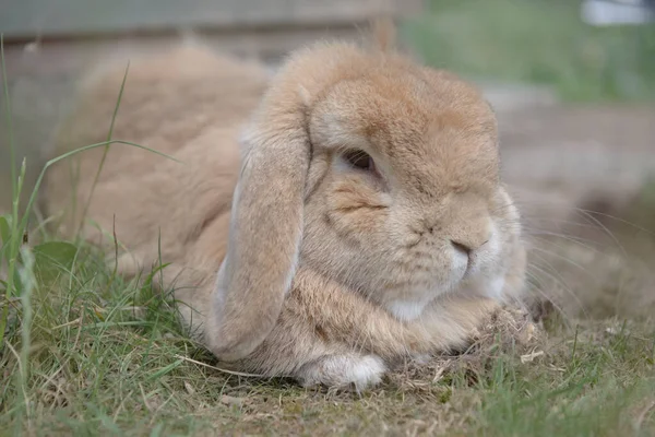 Sandy Netherlands Dwarf Lop Rabbit Lies Scrub Grass Looking Dozily — Stock Photo, Image