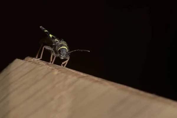 Näher Dran Flachen Makro Porträt Eines Wespenkäfergesichts Das Auf Einem — Stockfoto