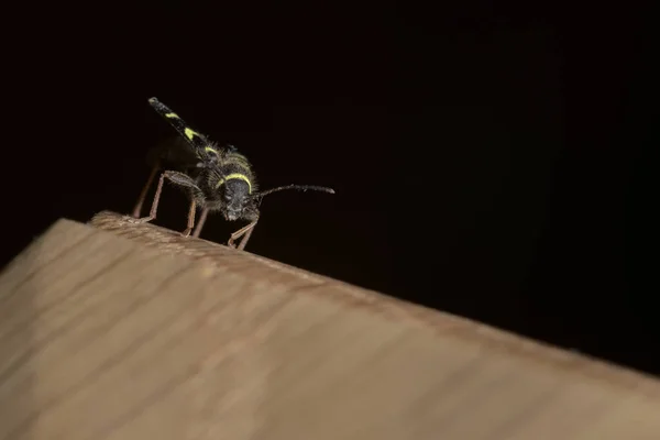 Blíž Nízkém Úhlu Makro Portrét Vosí Brouka Tvář Jak Sedí — Stock fotografie