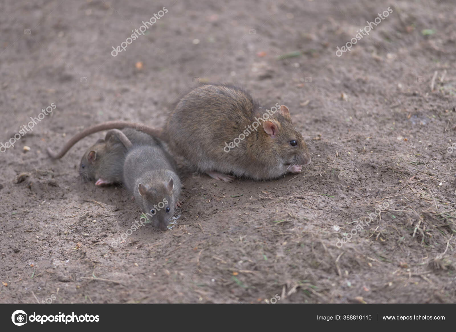 Wharf rat Stock Photos, Royalty Free Wharf rat Images | Depositphotos Wharf rat Stock Photos, Royalty Free Wharf rat Images | Depositphotos