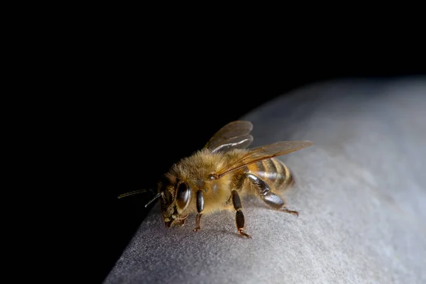 Včela Medonosná Těsně Uzavře Když Krátce Usadí Zahradním Nábytku Jemným — Stock fotografie