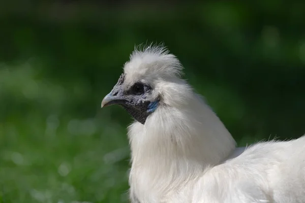 Perfil Lateral Retrato Pollo Sedoso Bantam Mascota Iluminado Por Luz — Foto de Stock