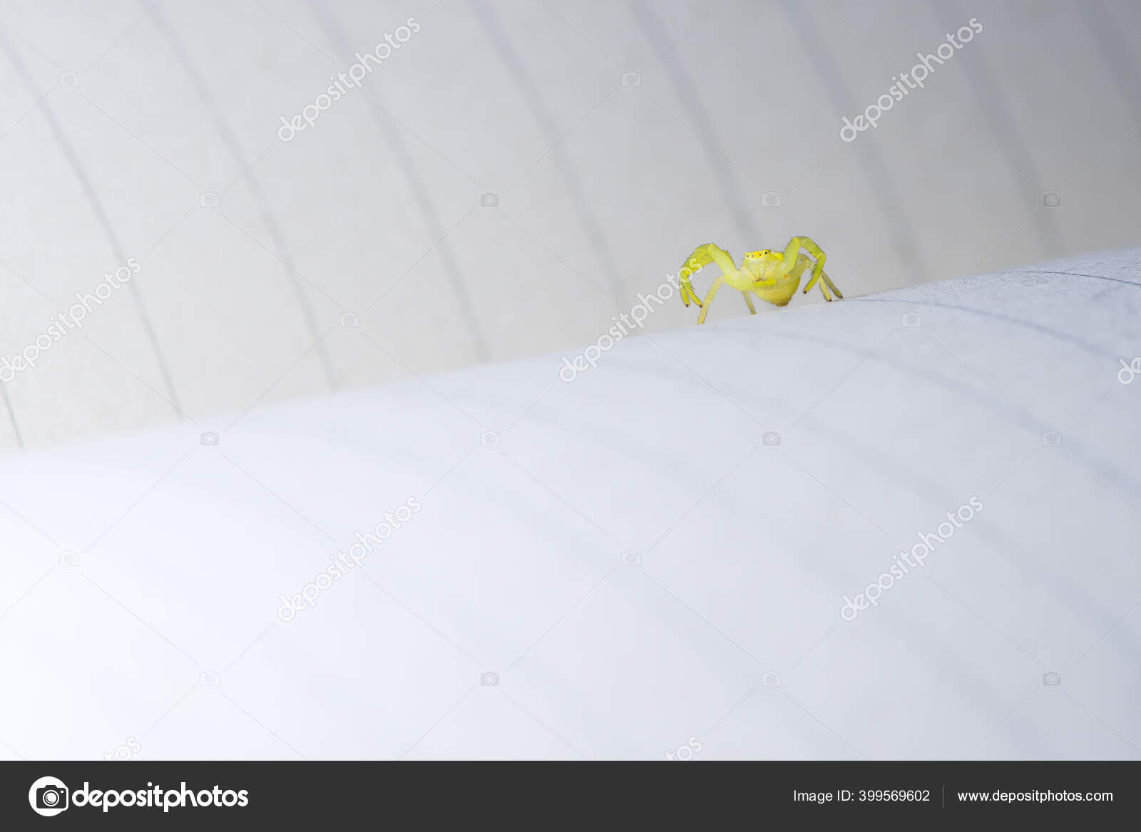 Low Angle Macro Image Identifying Black Footed Yellow Sac Spider Stock Photo Image By C Rhysl 399569602