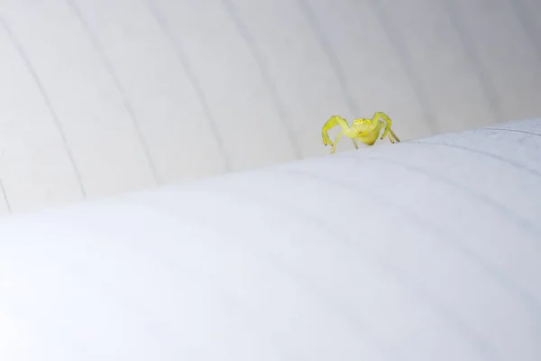 Düşük Açılı Makro Görüntü Siyah Ayaklı Sarı Kepçe Örümceğinin Iki — Stok fotoğraf