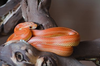 Turuncu ve sarı evcil mısır yılanı, sağ üst köşesinde kopya alanı olan bir dala yüzü ve bobinleri gizler. Parlak canlı şekil renkleri.