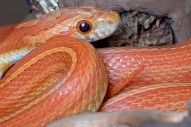 Portakallı yılanın Macro portresi. Pul parıldar ve kuyruk içeri girer. Genç yılan..