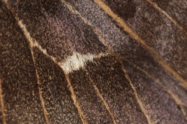 4 - Seçici odak süper makro kavak atmaca kanatlarının yakın plan görüntüsü. Beyaz bölge odak noktasıdır, damarlar ve pullar doku verir.