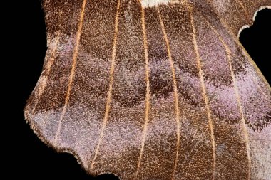 1 - Siyah arka plan kavak güvesi soyut kanat dokusu. Parıldayan parlak kanat ölçeğinde doku ve havalandırma. Süper makro görüntüyü kapat.