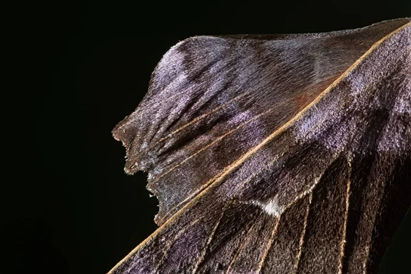 Schließen Sie Einen Teil Des Falkenflügels Ungewöhnliche Textur Und Violette — Stockfoto