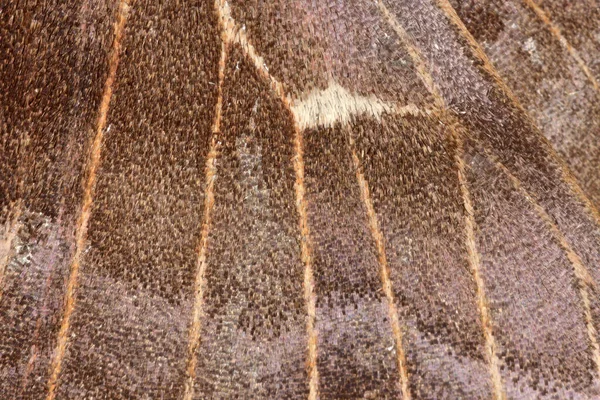 杨树鹰蛾翅膀抽象纹理 亮晶晶的翅膀鳞片的纹理和折射 超级宏观特写图像 — 图库照片