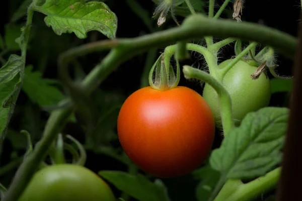 Perspectiva Teleobjetivo Solo Tomate Rojo Maduro Cuelga Entre Follaje Denso — Foto de Stock