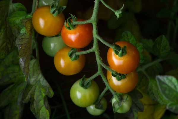Maduración Tomates Ciruela Cereza Que Crecen Naturalmente Una Planta Tomate — Foto de Stock