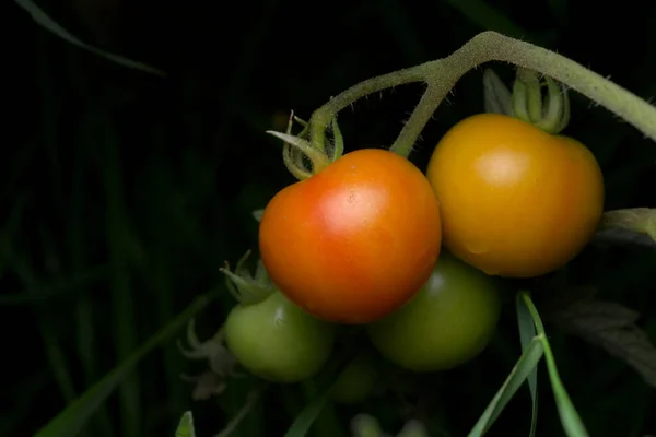 Cuatro Jugosos Tomates Jardín Cultivados Casa Crecen Frente Fondo Oscuro — Foto de Stock