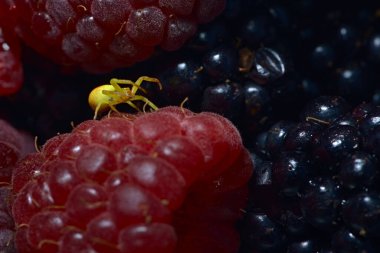 Karma böğürtlen, böğürtlen ve ahududu süper makro görüntüsü ve bacakları meyve suyuyla kaplı siyah ayaklı sarı bir örümcekti.