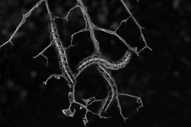 Yok olmuş bir bitkinin saplarına dizilmiş üç lahana beyaz tırtılının siyah ve beyaz görüntüsü. Koyu arkaplan ve büyük makro detay