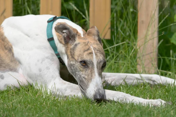 Striking Brown Eye White Brindle Pet Greyhound Dog Stares Copy — Stock Photo, Image