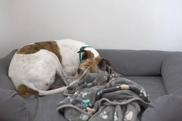 Chupito Mediano Perro Galgo Grande Acurrucado Cama Perro Gris Con — Foto de Stock