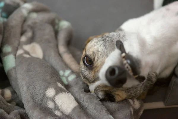 Αστείο Πρόσωπο Του Κυνηγόσκυλου Καθώς Ξαπλώνει Στο Κρεβάτι Του Σκύλου — Φωτογραφία Αρχείου