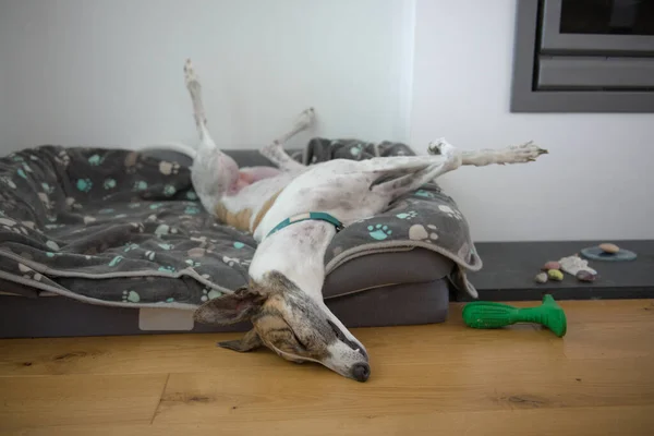 Diep Slaap Neemt Deze Grote Hondenhond Een Ongewone Houding Aan — Stockfoto